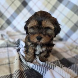 Maple - Brindle female Shorkie puppy in Willowsprings, Missouri from Real life Teddybears