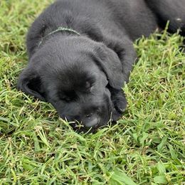 Labrador Retriever Puppies from Fatcity Labradors