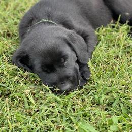 Labrador Retriever Puppies from Fatcity Labradors