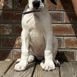 Great Dane Puppies from Blackmon Family Danes