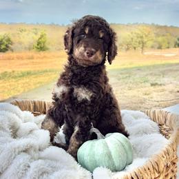 Sage - Brown female Bernedoodle puppy in Austin, Texas from Doodles of Central Texas