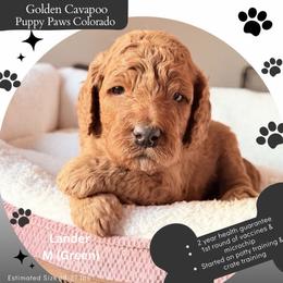 Lander - Red male Cavapoo puppy in Fort Lupton, Colorado from Puppy Paws Colorado