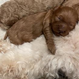 Goldendoodle Puppies from Wasatch Back Goldendoodles