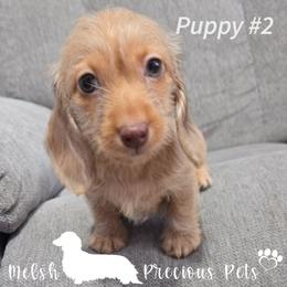 Puppy 2 - Dapple female Dachshund puppy in Anamosa, Iowa from Melsh Precious Pets