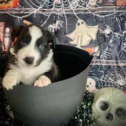 Cappuccino - Black & white male Australian Shepherd puppy in Brookfield Township, Ohio from AussieLand Shepherds