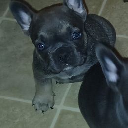 French Bulldog Puppies from Calamity Jane French Bulldogs