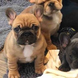 French Bulldogs from Homepop