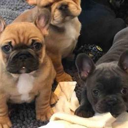 French Bulldogs from Homepop
