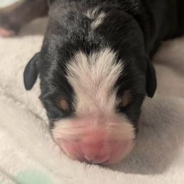 Yellow Male - Black, white and red male Greater Swiss Mountain Dog puppy in Hockessin, Delaware from Simply Swissies