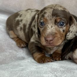Dachshunds from Burton's Mini Dachshunds