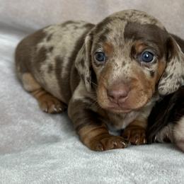 Dachshunds from Burton's Mini Dachshunds