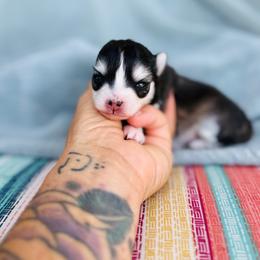 July - Black and white female Pomsky puppy in Yavapai County, Arizona from Pawsh Pomskies