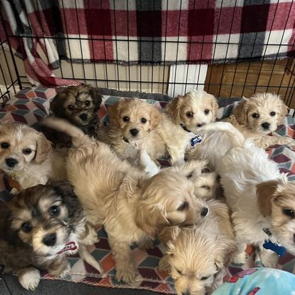 Lindsey's Waggingtails Cavachons in Massachusetts | Cavachon puppies ...