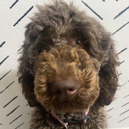 Mama - Labradoodle