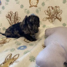 Milo - Dapple male Dachshund puppy in Springfield, Tennessee from Savannah’s Doxie Palace