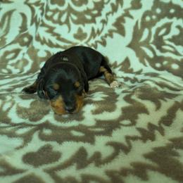 Spot - Black and tan male Dachshund puppy in Opelika, Alabama from Dachshund Darlins