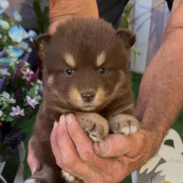 Ross - Chocolate male Pomsky puppy in Spring Hill, Florida from PDQ Pomskies