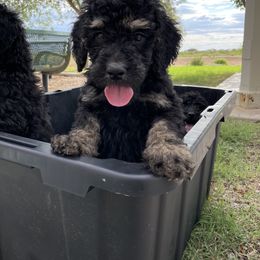 Goldendoodle Puppies from AZ Desert Doodles