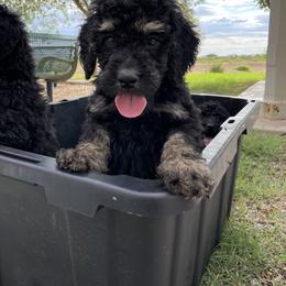 Goldendoodle Puppies from AZ Desert Doodles