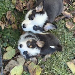 Blue Collar - Black and white male American Corgi puppy in Glenwood, Minnesota from Crystal Blue Corgi