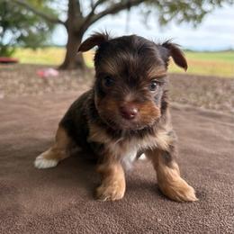Reeses - Chocolate and tan male Yorkshire Terrier puppy in Florence, Alabama from Yorkies of Forest Creek
