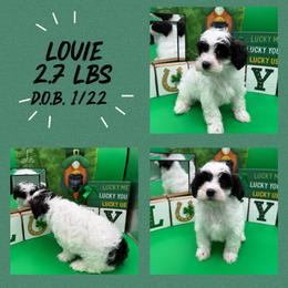 Louie - Black & white male Maltipoo puppy in Wayland, New York from Loris Pampered Pooches💕