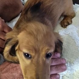 Dachshunds from Lori's Dachshunds