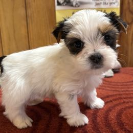 Boy 1 - Parti male Yorkshire Terrier puppy in Bear Creek, North Carolina from Yorkie Time