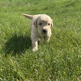 Tot - Golden male Golden Retriever puppy in Peyton, Colorado from Jana Belanger