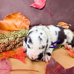 Cougar - Harlequin female Great Dane puppy in Climax, Michigan from Beaver Creek Danes