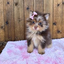 Bella - Chocolate merle female Pomeranian puppy in Kennedale, Texas from Puppiesnat
