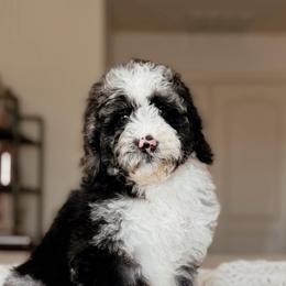 Denali, Boy - Blue merle male Bernedoodle puppy in Maricopa, Arizona from Desert Ridge Doodles