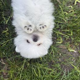 French Bulldog and Pomeranian Puppies from Heartfelt Kennels