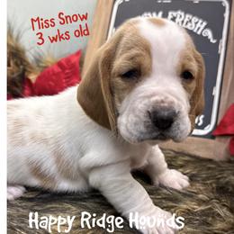Snow - Red and white female Basset Hound puppy in Mebane, North Carolina from Happy Ridge Hounds