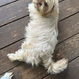 Lulu - Shih Tzu