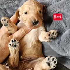 Boy 1 - Cream male Goldendoodle puppy in Stevens Point, Wisconsin from Dogs of Dewey Acres