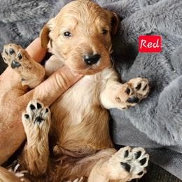 Boy 1 - Cream male Goldendoodle puppy in Stevens Point, Wisconsin from Dogs of Dewey Acres
