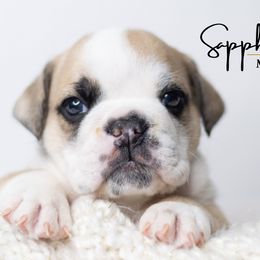 Sapphire - Bulldog puppy in Sabinal, Texas from Cazares Royal Lineage Bulldogs