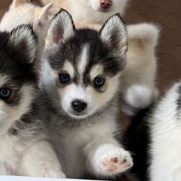 Saco - Black and white male Pomsky puppy in Exeter, Rhode Island from Ocean State Pomskies