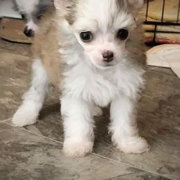 Chihuahua and Chinese Crested Puppies from Western Kentucky Chihuhua and Chinese Crested
