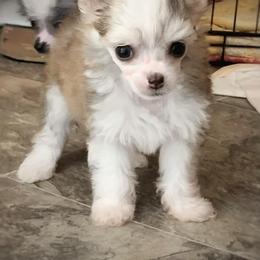 Chihuahua and Chinese Crested Puppies from Western Kentucky Chihuhua and Chinese Crested