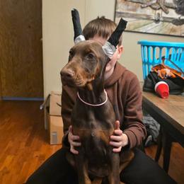 Pink - Red and rust female Doberman Pinscher puppy in Knox, Indiana from Double River Dobermans
