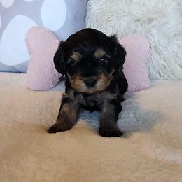 Girl 3 - Black and tan female Cavapoo puppy in Junction, Utah from City Creek Cavapoos