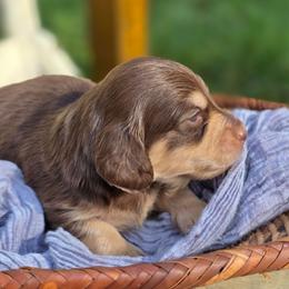 Boy 1 - Chocolate and cream male Dachshund puppy in Minden, Louisiana from Ironwood Creek