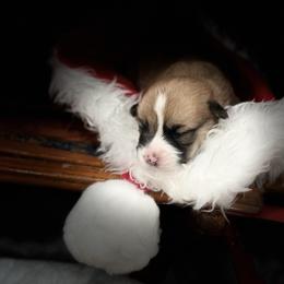 Roger - Red male Pembroke Welsh Corgi puppy in Delton, Michigan from CorGizmo