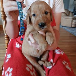 Dark Blue - Dark golden male Golden Retriever puppy in Lanesboro, Minnesota from Eagle Ridge Golden Retrievers