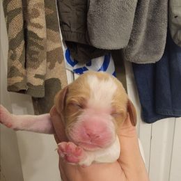 Male 1 - Orange and white male Brittany puppy in Rhoadesville, Virginia from HOMESCHOOLED BRITTANYS LLC