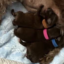 Miniature Schnauzer Puppies from Swedenburg Schnauzers