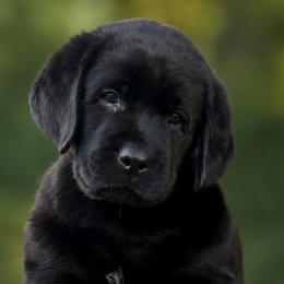 Blue Collar - Black male Labrador Retriever puppy in Madison, Wisconsin from Meritrust Labradors