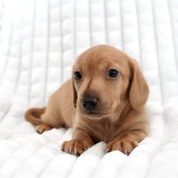 Rowen - Red male Dachshund puppy in Fairfax, Iowa from Grayson’s Lovable Dachshunds